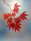 USA, Washington State, Seabeck. Japanese maple leaves in fall. Art Print